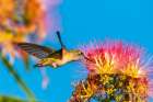 USA, New Mexico. Broad-tailed hummingbird feeding on mimosa blossom. Art Print